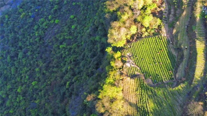 关于湖北恩施：茶企入驻！落都村茶叶终于有了销路的最新消息(4)