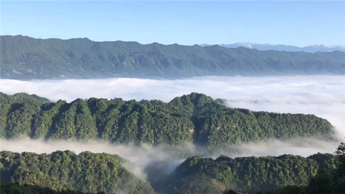 关于坐拥万亩茶田,来四川雅安解锁春日限定耍法的最新信息(2)