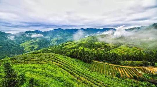 关于关于加快新化茶产业发展,助推乡村振兴的决议的热门信息