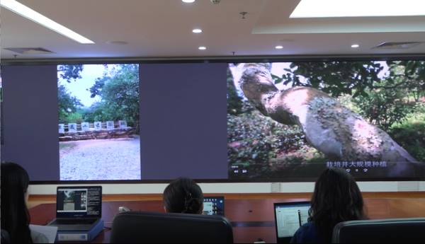 有关于景迈山古茶林：千年文化遗产品出乡村新发展 的资讯