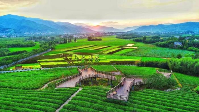 有关于除了龙井，杭州还有这些茶园的茶叶和美景让人陶醉!的热门资讯(10)