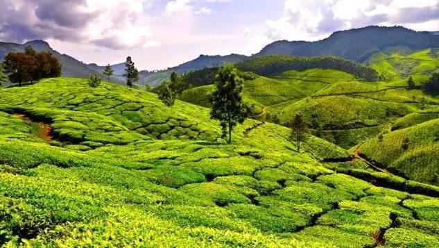 有关于一周热门:2020年中国茶叶总产量全球第一,直饮茶黄素,大益新品「仓颉号」发布,第四届中国国际茶叶博览会在杭州举办