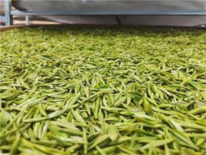 关于贵州百里杜鹃黄泥乡：人勤春来早 春茶采收忙的消息(4)