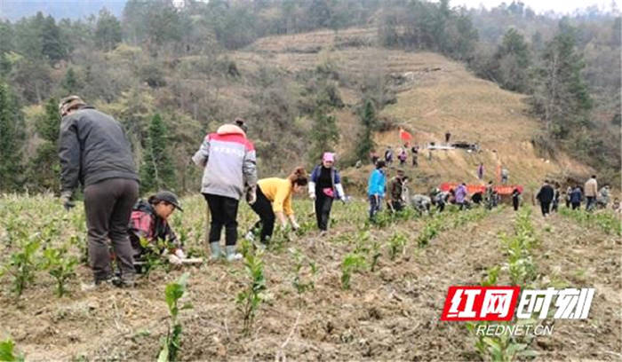有关于湖南古丈:示范带动茶叶种植,古阳镇党员干部助农春耕忙的新闻(1)