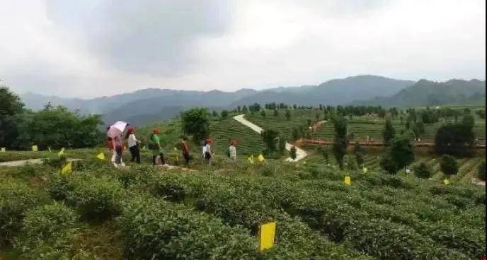 有关于悠悠湄坨情 浓浓国茶香——湄坨村的茶叶故事的热门资讯(2)