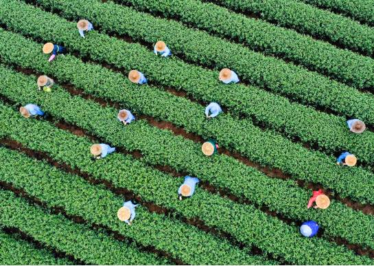 关于浙江嵊州：百余个新品种春茶将陆续开始采摘的信息(3)