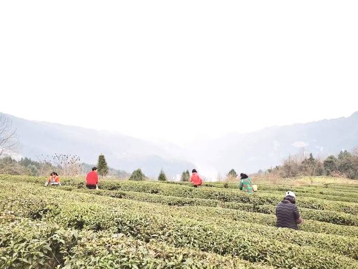 关于贵州多地春茶开采 茶农抢抓新春第一桶“金”的热门资讯(7)