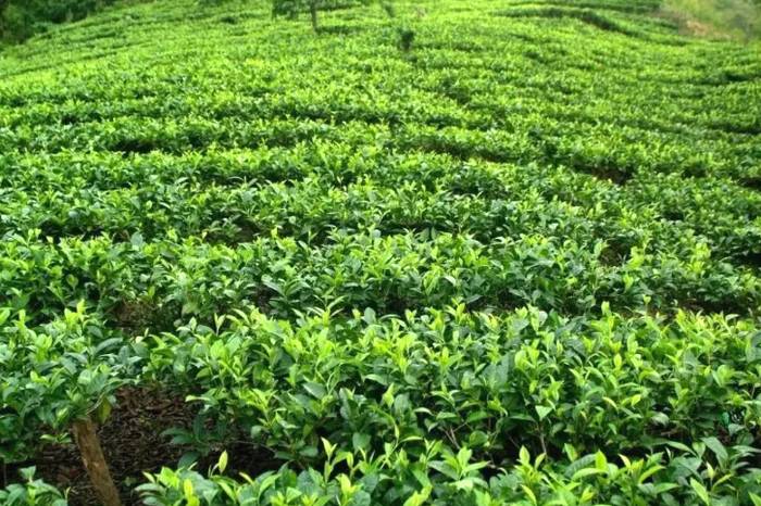 有关于德宏梁河县小厂乡：茶叶成为群众致富增收的“金叶子”的热门信息