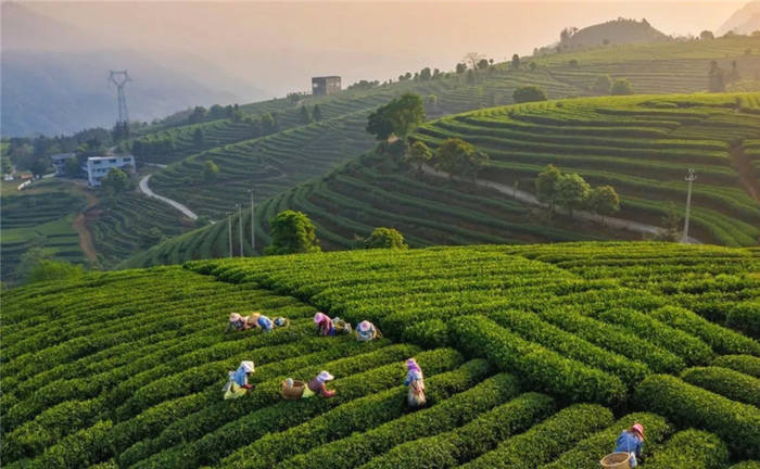 关于依法治茶时代来临！福建、贵州、湖北三省茶产业发展条例有何不同？的最新资讯(3)