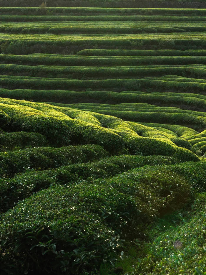 有关于泰顺筱村镇：葛垟茶场春欲暮 客来烹茶三杯香的消息(7)