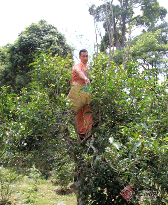 有关于云南景迈山古茶林文化景观被国务院批准为中国2022年正式申遗项目的热门新闻