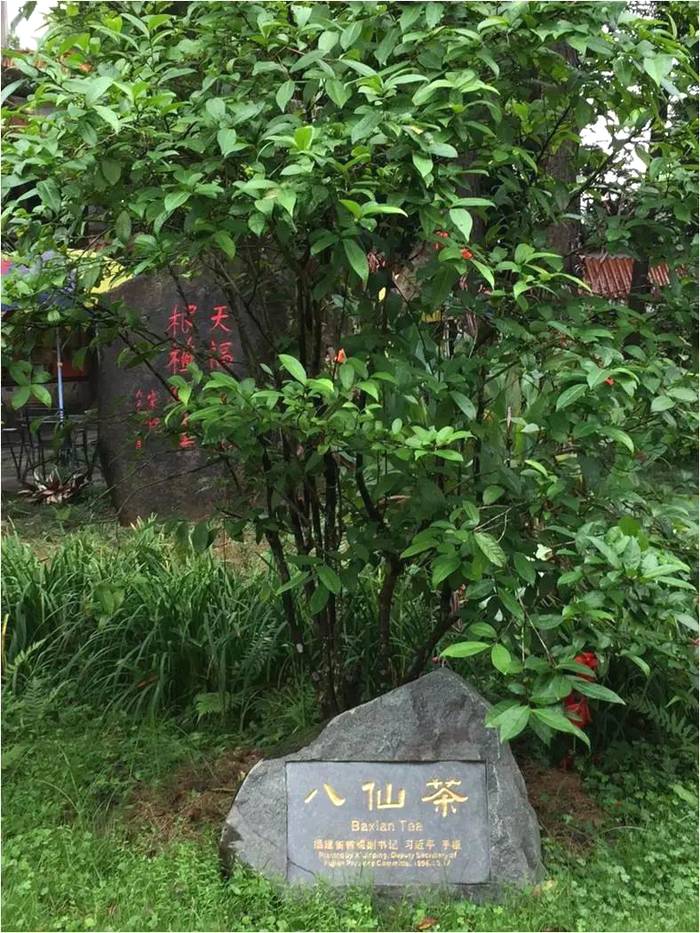 关于《诏安八仙茶》等三项团体标准研讨会在诏安召开的最新消息(4)