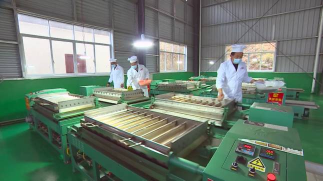 有关于沿河：“携茶”迎来采摘季 千里帮扶情义深的最新信息(5)