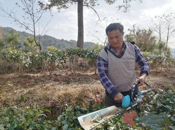 有关于云南永平：2020年全乡茶叶种植面积达4200多亩的热门新闻(3)