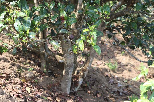 有关于推动茶产业高质量发展 茶产业创新发展座谈会在京举行的热门信息(1)