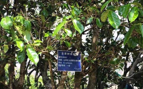 有关于茶旅融合，带动“滇红第一村”一年增收800万元的最新消息(3)