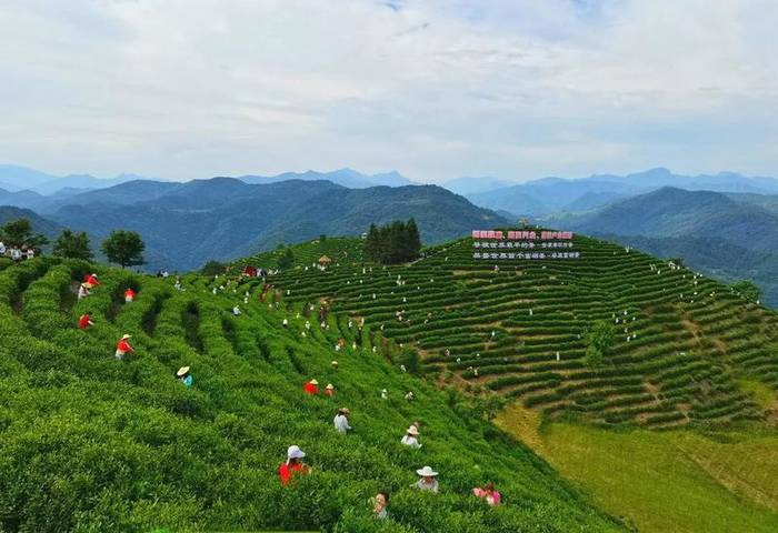 关于“国际茶日”分会场活动在安康平利举办,省长赵一德出席并致辞!的最新资讯(8)
