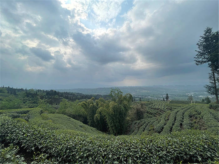 关于雅安种茶小伙姜峰：茶产业让我家过上了好日子的新闻