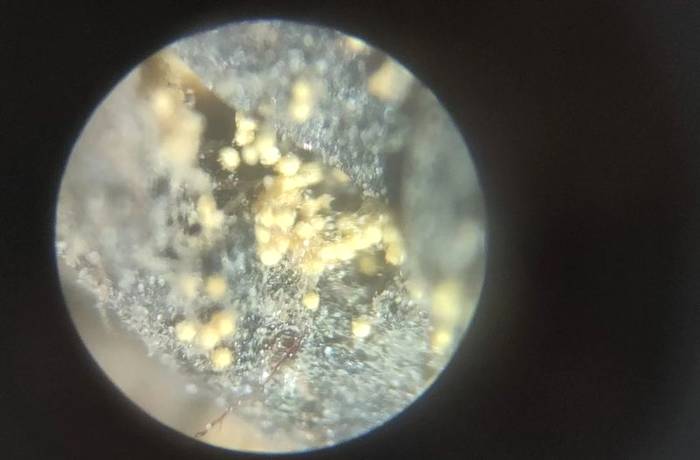 关于“两会”理事考察学习“乡雨”“更香”“骆驼九龙”茶企的信息(13)