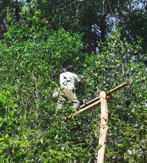 有关于冰岛古树春茶暂未大面积开采，毛茶价格约37000-38000元/公斤的资讯(8)