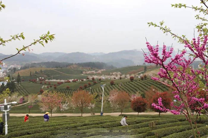 有关于余庆县松烟镇二龙村:自在农家,美丽乡村,种茶致富的热门消息(1)