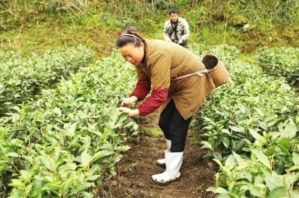 关于宣恩长潭河侗族乡：茶农们正忙着采摘新春第一批春茶嫩芽的消息(4)