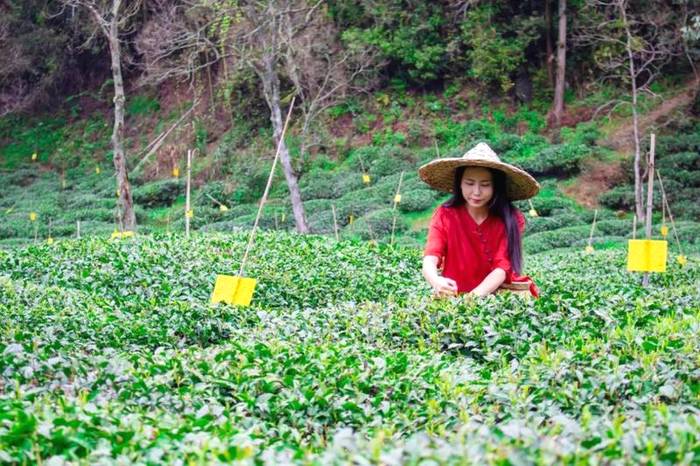 有关于推动茶产业高质量发展，打牢乡村振兴的产业基础——访黄山市人民政府副市长张正竹的信息(4)