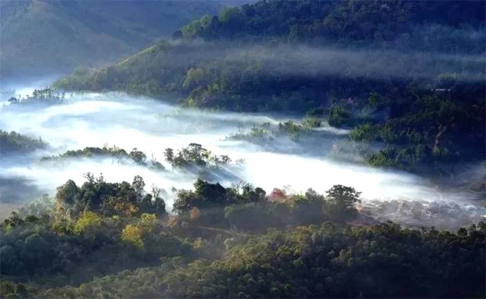 关于““锦秀茶尊”保护性开采”“中国茶叶区域公用品牌价值评估”“茶王“贡牛”1.2万/kg的最新信息(4)