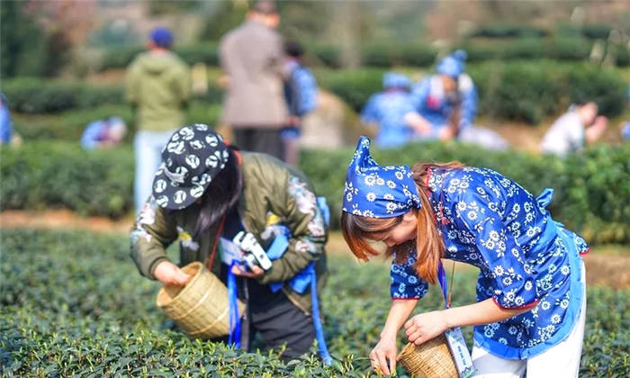 关于坐拥万亩茶田,来四川雅安解锁春日限定耍法的最新信息(11)