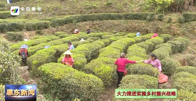 关于惠州横坑新茶飘香茶农乐 成为脱贫致富新路子的热门资讯(1)
