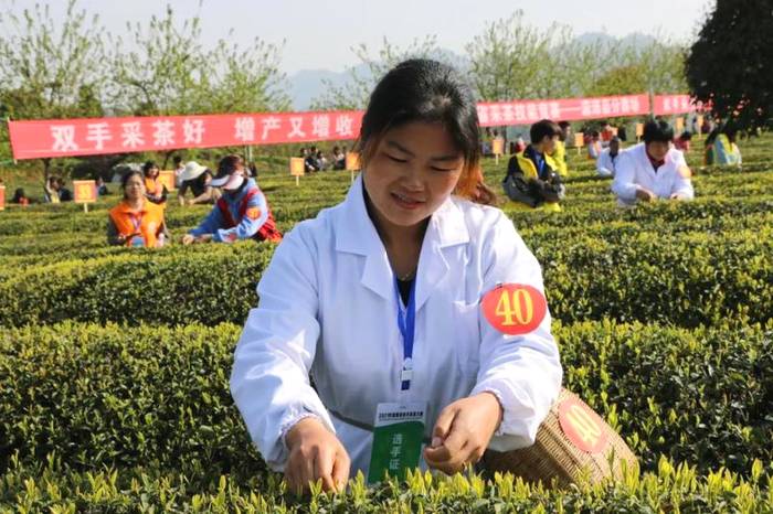 有关于奋斗百年路 启航新遵义 春天里,采茶忙!的消息(5)