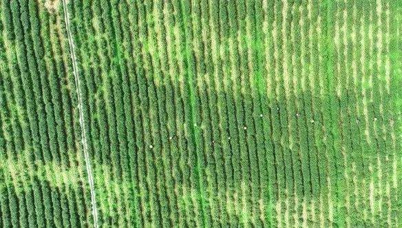 关于贵州多地春茶开采 茶农抢抓新春第一桶“金”的热门资讯(8)