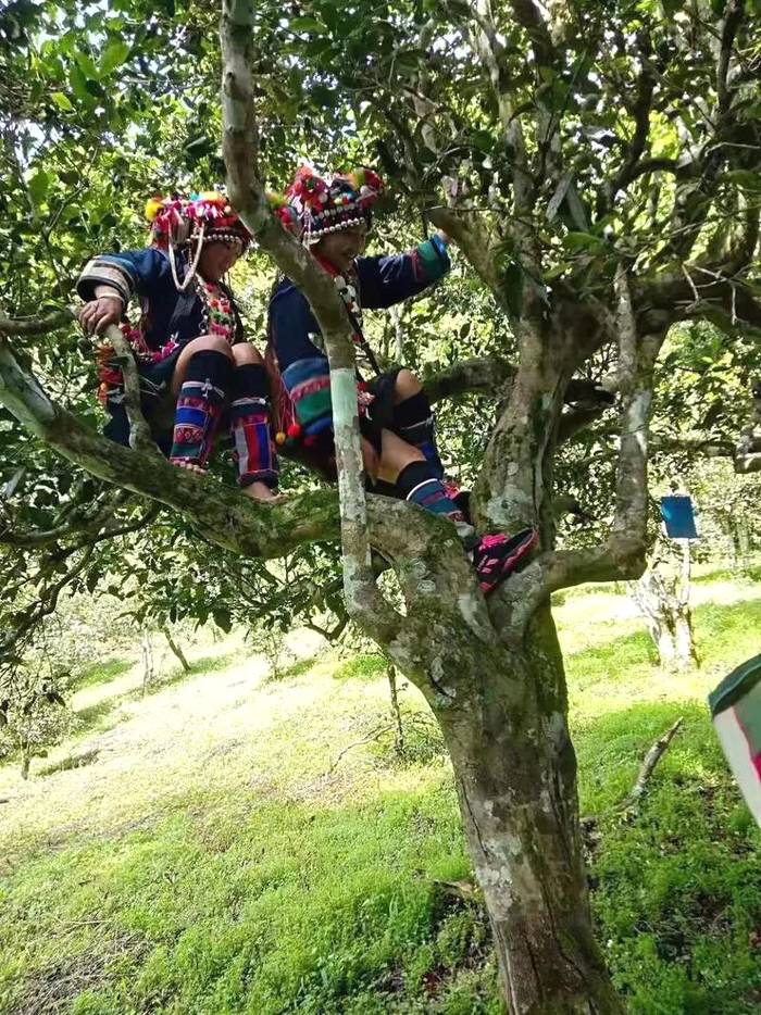 有关于2021年春茶已开采各名茶区绿茶采摘时间汇总的新闻