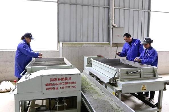 有关于贵州岑巩 3.7万余亩茶园满目葱茏 春茶飘香采摘忙的热门新闻(3)