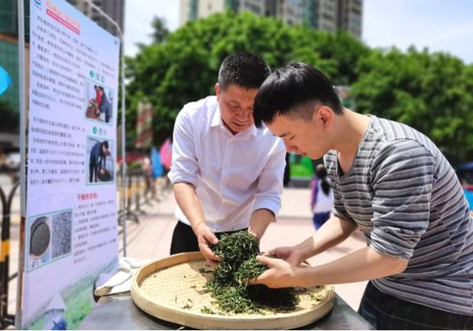 关于弘扬茶文化 乐昌白毛茶产业发展迈上新征程的热门资讯