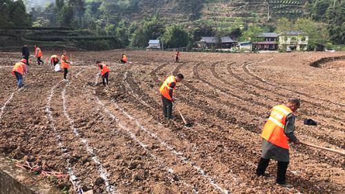 关于四川眉山洪雅：以项目为推手，助力茶产业跃上新台阶的热门消息