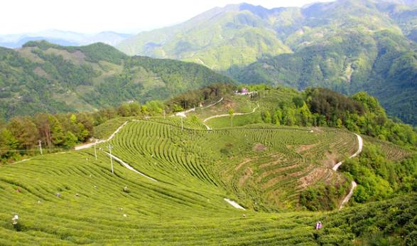 有关于巴庙镇：万亩茶园带动 300多贫困户年人均增收超过5000元的消息