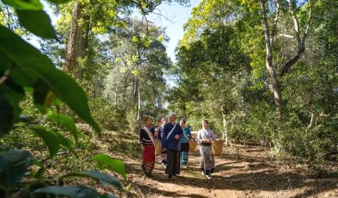 关于申遗中的景迈山古茶林文化景观靓照上新了！的资讯(7)