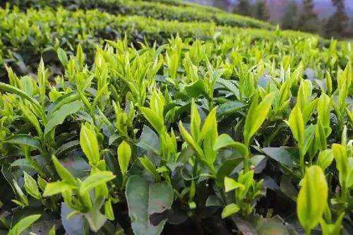 关于余庆县多地茶园抢抓晴好天气  忙着采摘最后一波明前茶的消息(2)