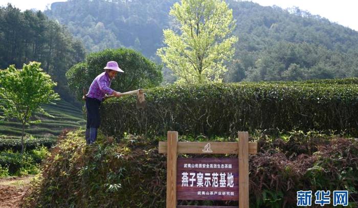 有关于武夷山生态茶园的种植模式、助每户茶农增收6万元的消息