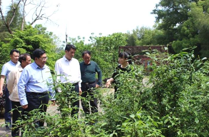 关于“天价茶展开调查整治”“春茶采摘指数”“有机茶黑科技”的信息(6)