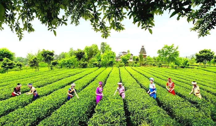 关于恩施：“恩施玉露”品牌建设的实践与思考的信息