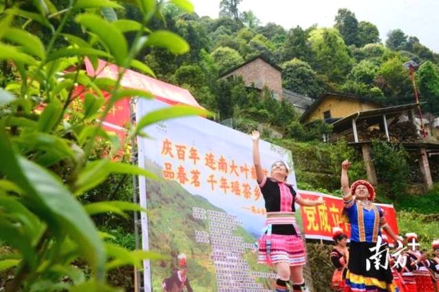 有关于连南马头冲村开采2021年清明高山千年古树茶的消息(4)