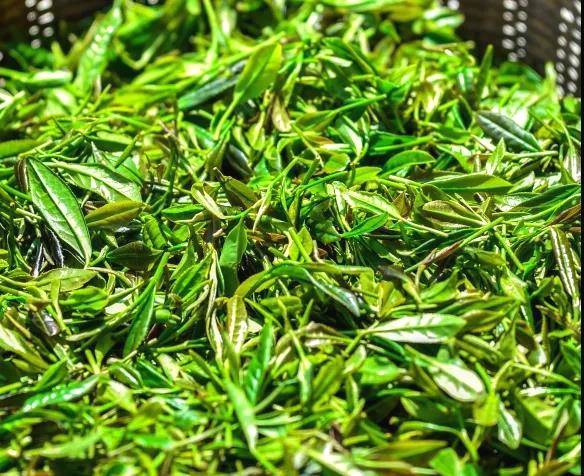 有关于建阳区漳墩镇:多措并举 推动白茶产业发展的最新信息(1)