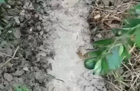 有关于泓达堂解密小青柑②:践行有机种植,严控源头品质的最新资讯(3)