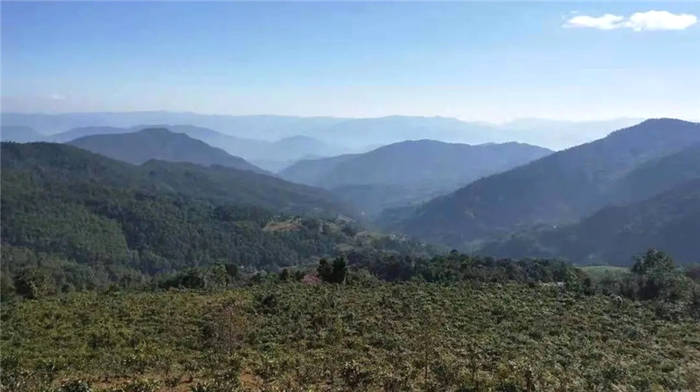 有关于一周茶事 | 贵州迎来2021年绿茶“第一采”；新华社辟谣：不靠谱！的热门资讯(2)