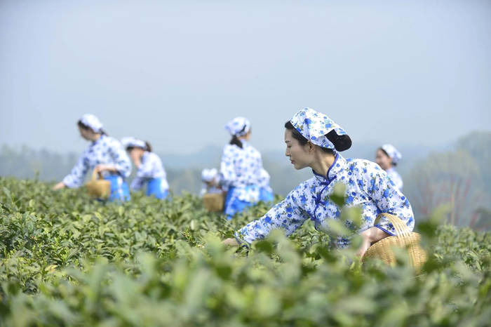 关于绿色发展 美好生活 文新茶村欢迎您来看中国最美茶园的信息(2)