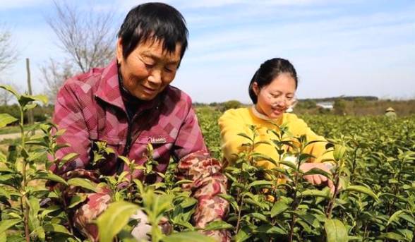 有关于春茶开采节:高淳顾陇村600亩有机茶进入采收季的热门信息