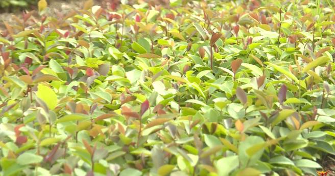 关于广南900余万株油茶苗可出圃移栽上山 的消息(1)