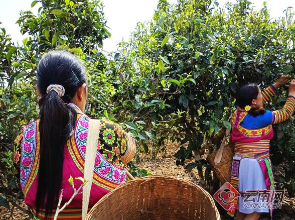 有关于云南镇康南伞镇春茶大量上市 带动茶农增收致富的最新资讯